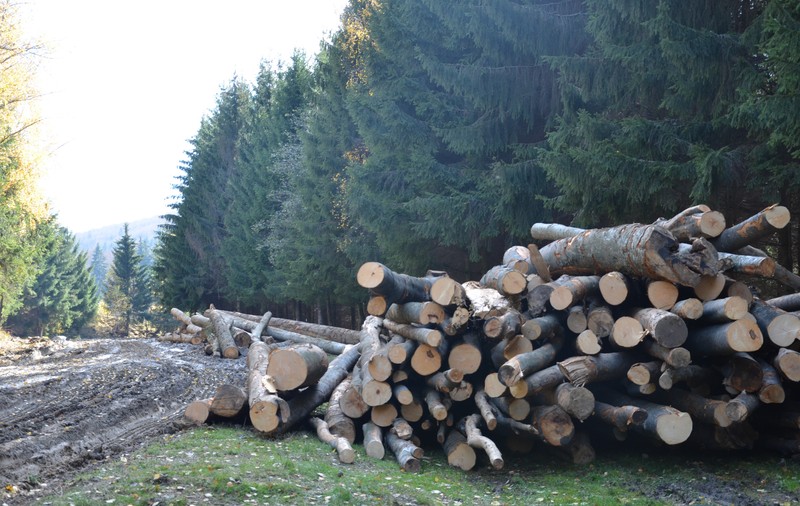 Specialiștii avertizează că România nu a rezolvat problemele gunoiului și a defrișărilor ilegale: ”Amenzile pentru hoții de păduri au scăzut de 10 ori”