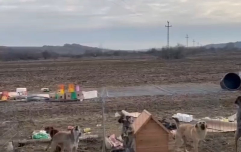 143 de câini chinuiți într-un adăpost neautorizat de animale din Bulzești, Dolj. Proprietara a fost amendată