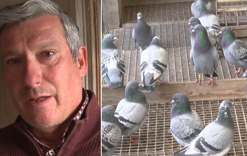 „Eliberați-mi porumbelul. Chiar și din România, știe drumul spre casă”. Mărturia dureroasă a unui crescător belgian, în procesul hoților români de porumbei