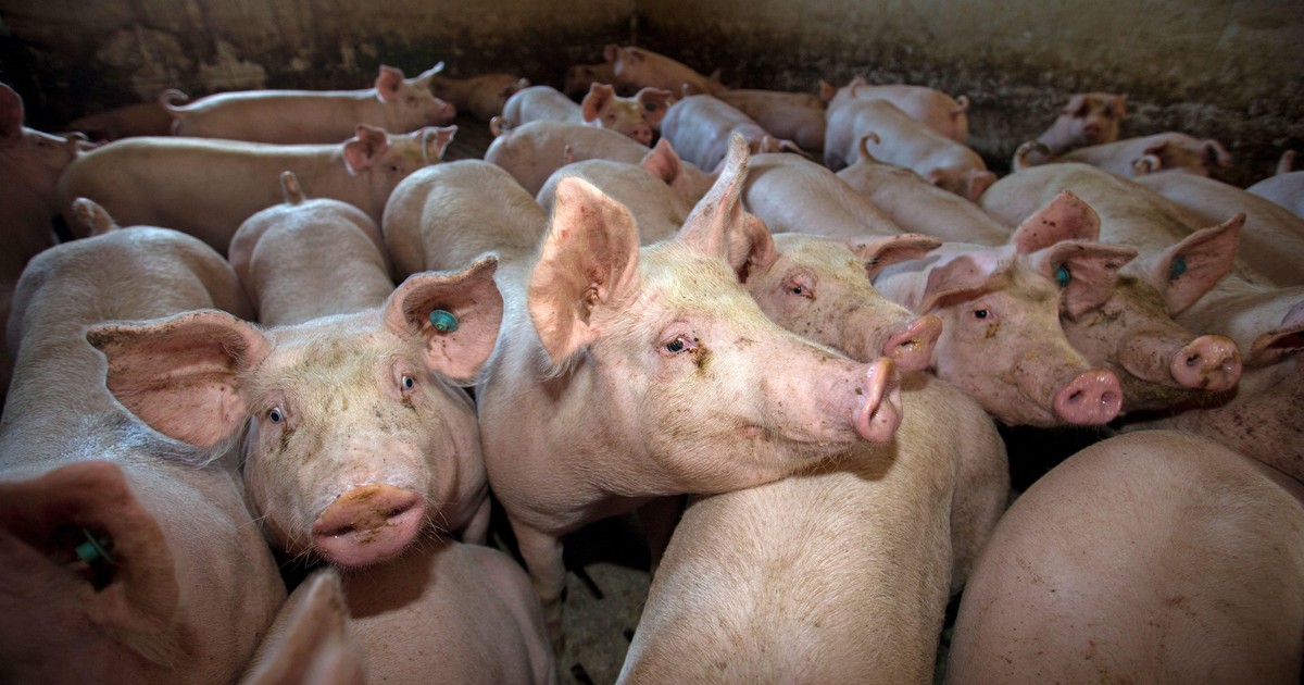Focar de pesta porcină în Galați. Sute de porci vor fi eutanasiați
