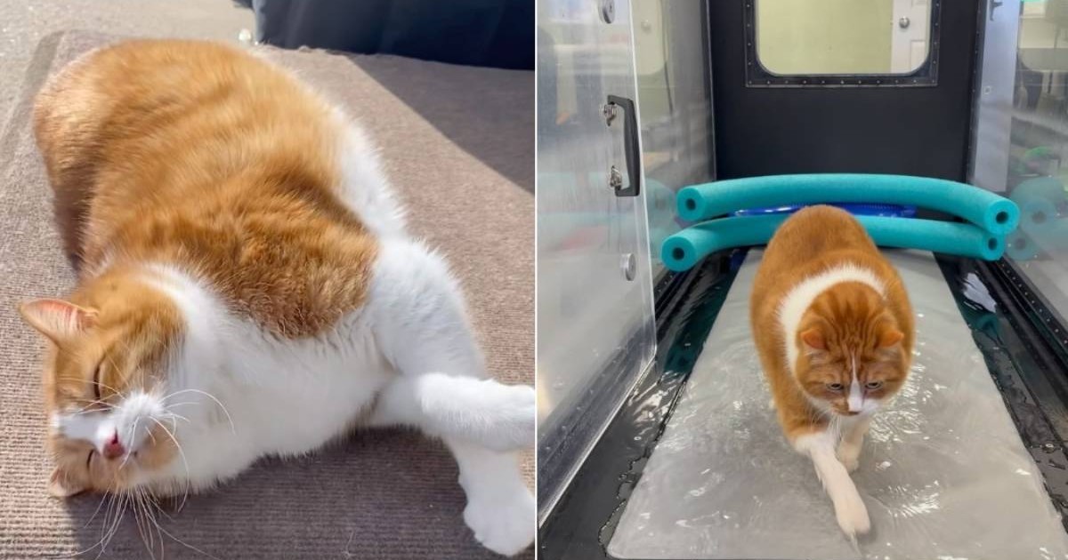 Colaj din două imagini alăturate cu motanul portocaliu și alb Mr. Kitty. În stânga, pisica foarte grasă stă întinsă relaxată pe podea, cu burta mare vizibilă. În dreapta, același motan merge pe o bandă de alergare cu apă, într-un aparat transparent, în timpul antrenamentului de slăbire.
