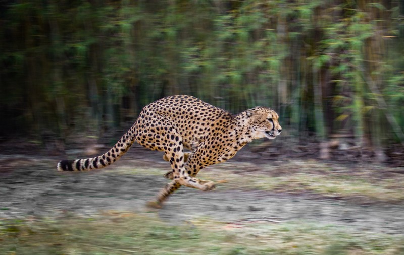 Cele mai rapide animale din lume. Topul celor mai rapide viețuitoare