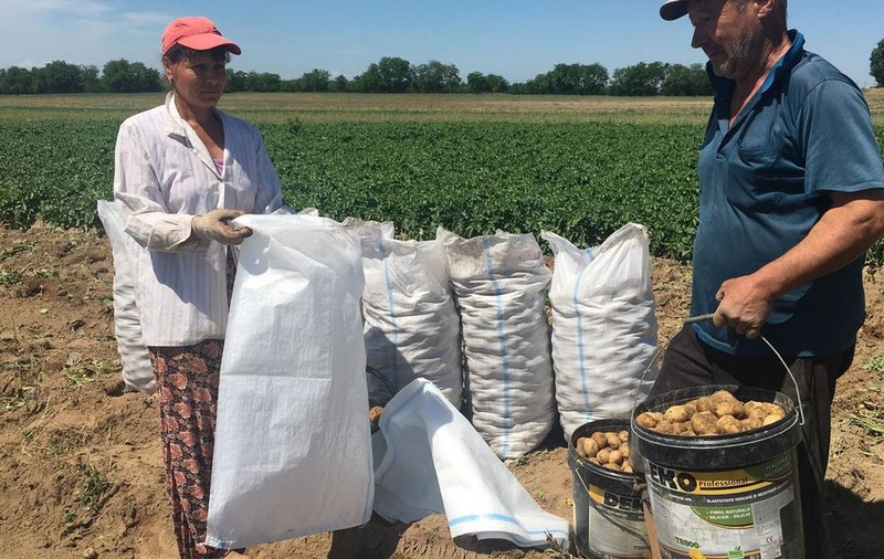 REPORTAJ/ Cartoful timpuriu din Călărași de Dolj a ajuns deja pe mesele europenilor. ”Producția noastră e mai mult decât bio, că băgăm bălegar”