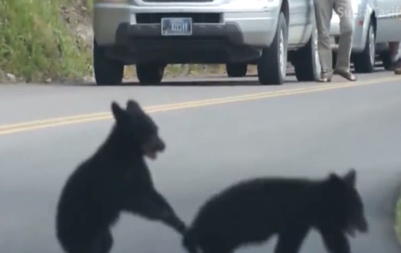 Adorabili! S-au oprit cu mașina fix în toiul unei hârjoneli între ursuleți|VIDEO
