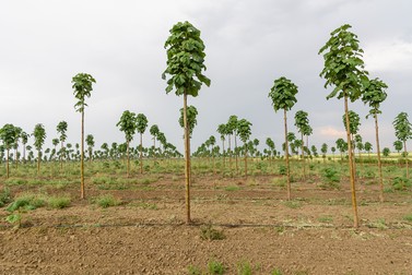 Cum și când se plantează Paulownia