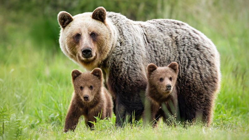 Animale care hiberneaza - Ursii