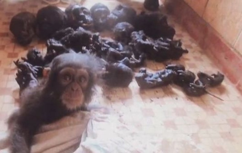 Povestea puiului de cimpanzeu care a fost ținut captiv lângă CAPETELE TĂIATE ale membrilor familiei lui | VIDEO