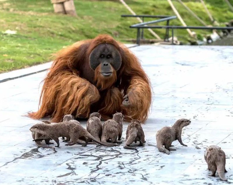 Urangutanii și vidrele s-au împrietenit, la o grădină zoologică din Belgia. Îngrijitorii au surprins animalele jucându-se împreună