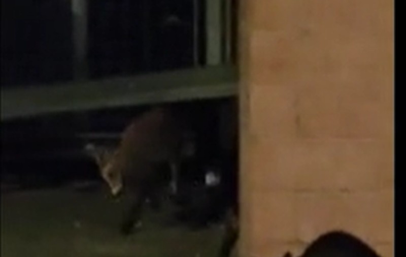 VIDEO | Vulpe izgonită de o pisică, pe o stradă din Brașov