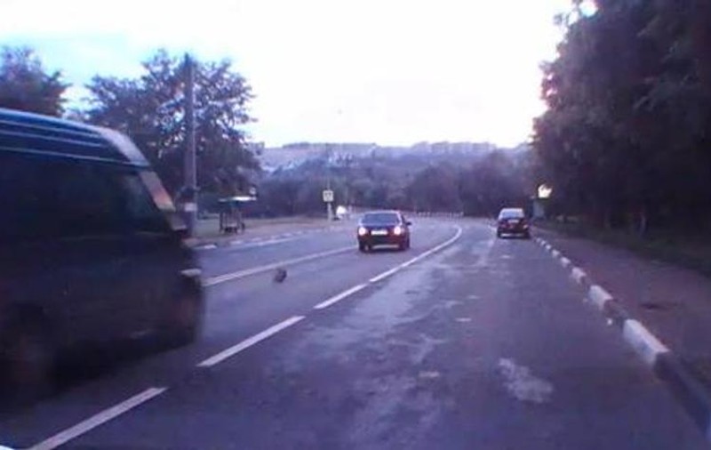 PISICILE chiar au NOUĂ VIEŢI! Cum a rămas o mâţă doar cu şapte (a tăiat două de pe răboj când a trecut strada) | VIDEO INCREDIBIL