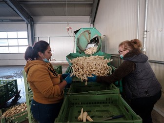 Alina, 35 de ani, și Livia, 52, curăță legume la ferma Höfler Gemüse, Nürnberg, Germania