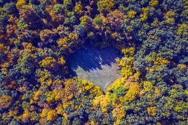 Pădurea Hoia-Baciu (județul Cluj). Foto: Schutterstock