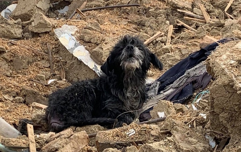 Un câine a continuat să păzească o casă chiar și la trei ani după ce stăpânii săi au murit