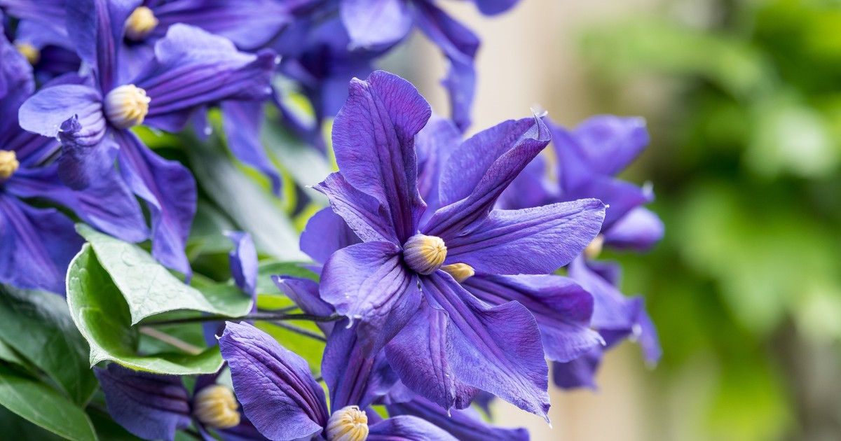 Clematita. Cum să plantezi și să ai grijă de această plantă