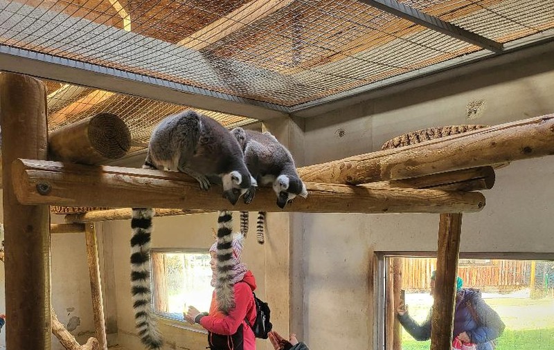 Grădina Zoologică din Oradea se mută în pădurea Nojorid. Locația aleasă va fi de aproape patru ori mai mare