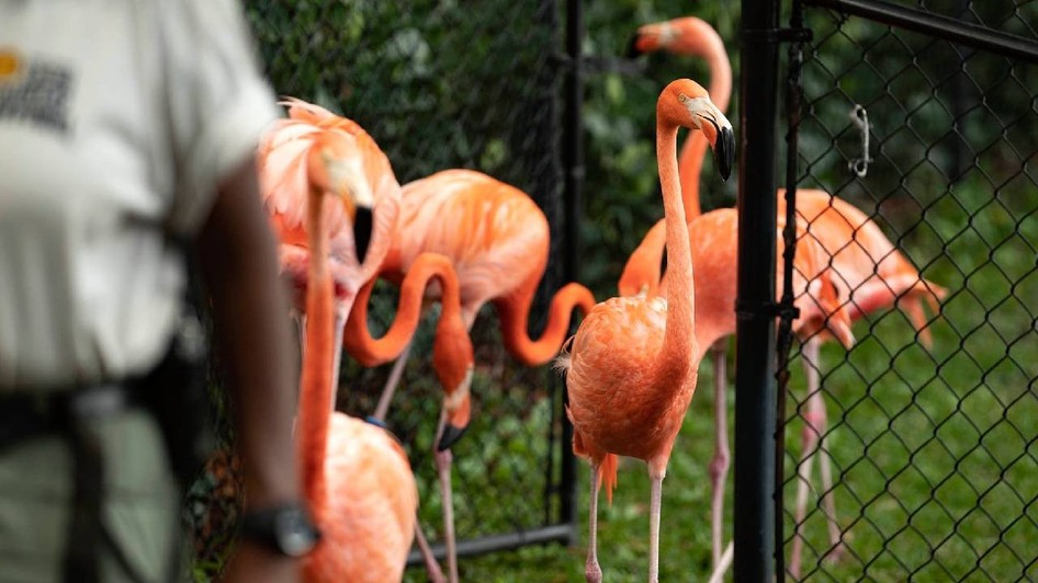 flamingo