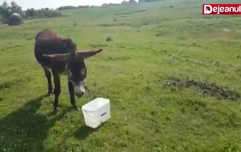 VIDEO | Cruzime! Un măgăruș este lăsat în soare, fără apă, zile în șir