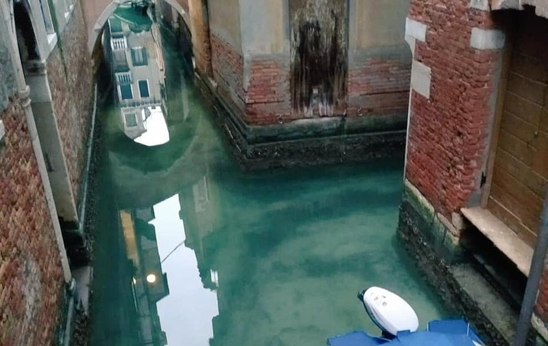 Efectul benefic al carantinei: pe canalele din Veneția au apărut lebedele și delfinii