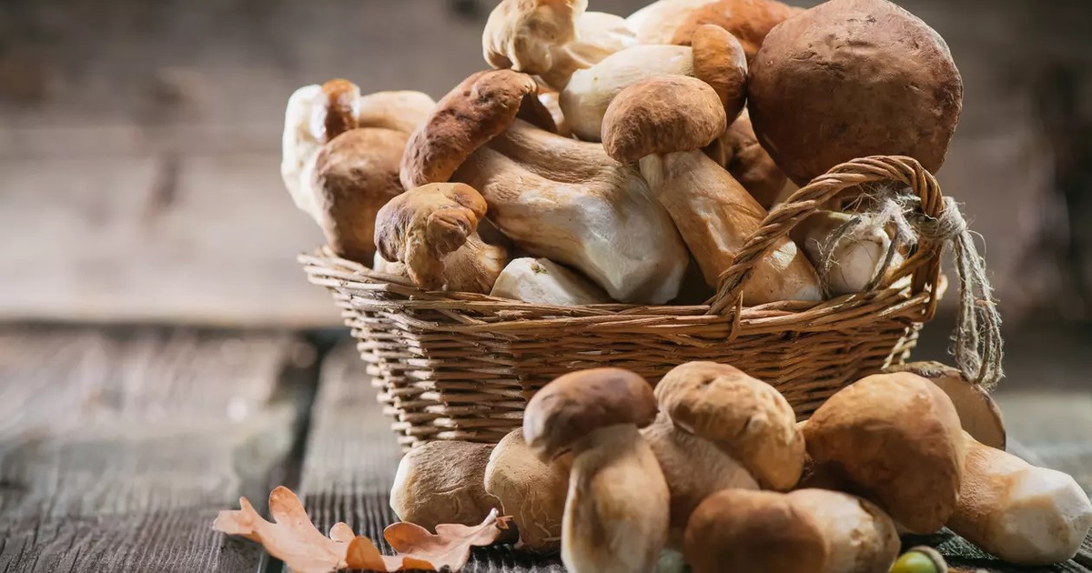 VIDEO Ciorba falsă de burtă din ciuperci pleurotus - cea mai bună rețetă