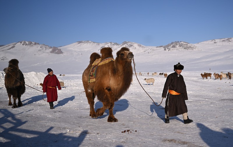 Mongolia, lovită de cea mai grea iarnă din ultimii 50 de ani: milioane de animale au murit, mii de oameni, la limita supraviețuirii