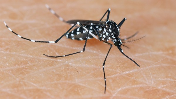 Tigrul asiatic Țânțar Aedes albopictus