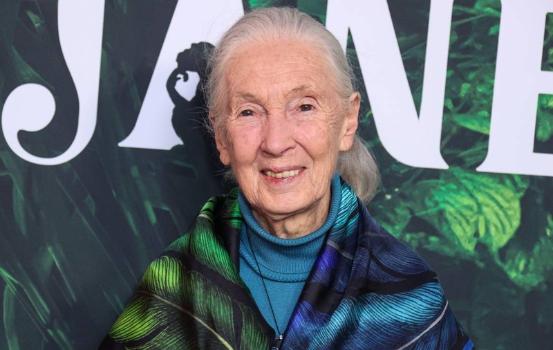 Jane Goodall a murit. Inspirație pentru femeile din domeniul științei, a fost primul om care a dat nume cimpanzeilor în loc de numere | VIDEO