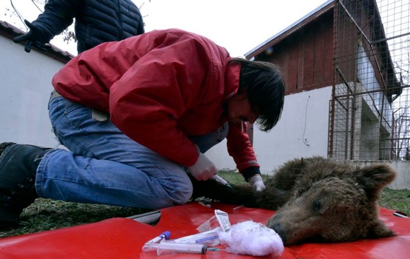 Cei 4 lei şi 2 urşi ai lui Nuţu Cămătaru au ajuns la Zoo Bucov | FOTO   
