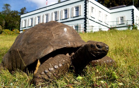 testoasa Jonathan, cel mai batrân animal din lume, și-a petrecut cea mai mare parte a vieții pe insula Sfânta Elena, un teritoriu britanic de peste mări situat în Oceanul Atlantic de Sud, în incinta Plantation House – reședința guvernatorului insulei Sfânta Elena