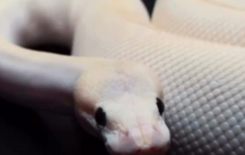 În Braşov se bea cafea servită cu şerpi, scorpioni şi tarantule care să le țină companie clienților