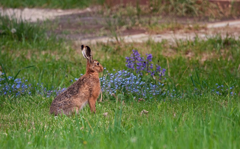 Animale salbatice din Romania - Iepurele de camp