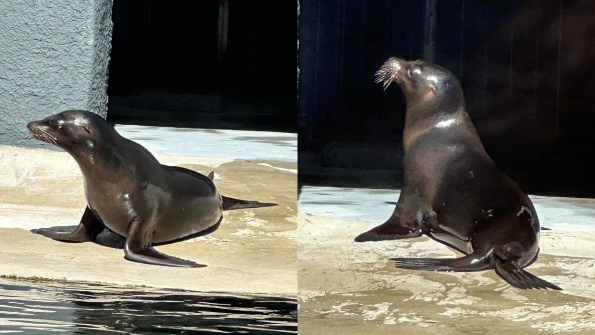 foci de la Grădina Zoologică