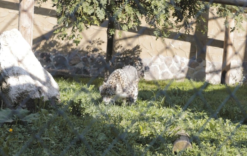 Grădina zoologică Brașov - cât costă biletul și ce poți vedea la Zoo Brașov