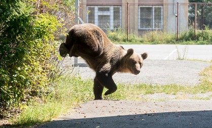 Un urs brun este văzut în curtea Liceului Octavian Goga din orașul transilvan Miercurea Ciuc din România, 21 august 2018 Foto EPA