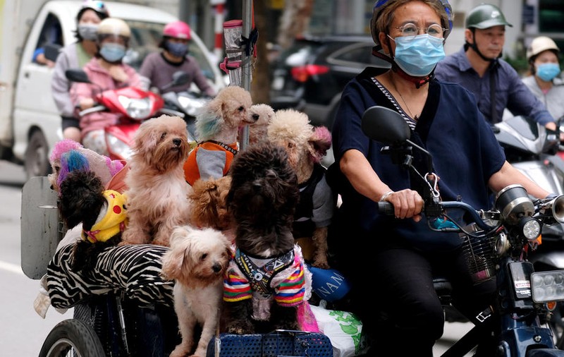Revoltă în Vietnam după ce autoritățile au ucis cei 12 câini ai unei familii infectate cu Covid-19