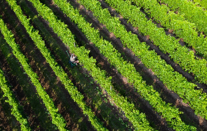 Încălzirea globală transformă friguroasa Suedie într-o podgorie unică în lume