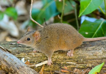 Soarecele marsupial