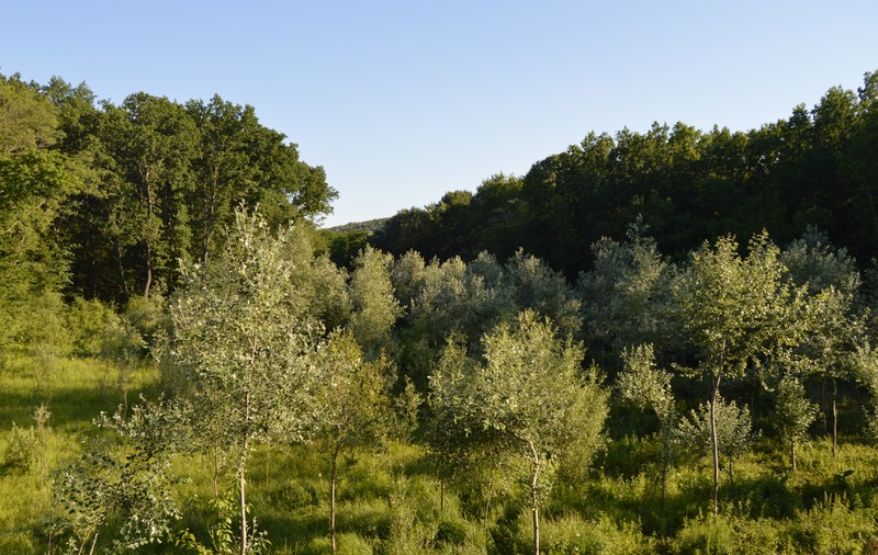 Aproape 10.000 de hectare de pădure din județul Vaslui, la dispoziția hoților de lemne din cauza lipsei unor contracte de pază cu autoritățile silvice