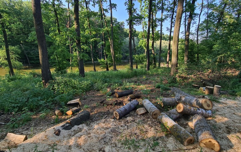 Centura Verde Bucureşti-Ilfov a fost înscrisă în noul cod silvic. Proiectul, blocat jumătate de an în comisia pentru agricultură