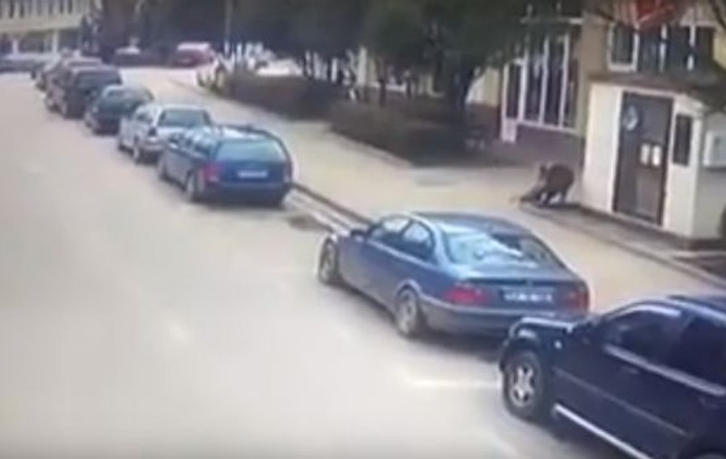VIDEO | Un mistreț a intrat pe străzile orașului Șimleul Silvaniei și a atacat trecătorii