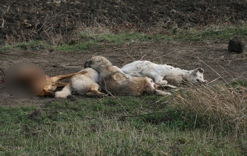 Autorităţile locale despre vânătorii care au făcut măcel în Botoşani: "Au văzut nişte căţei şi au tras cu puşca, să arate că sunt puternici"