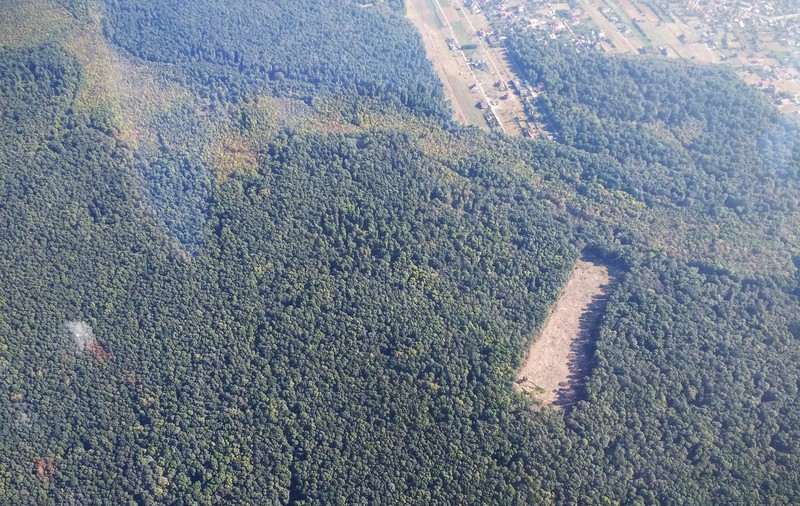 Un hectar dintr-o pădure cândva parte din Codrii Vlăsiei, ras complet. Terenul, folosit probabil în afaceri imobiliare