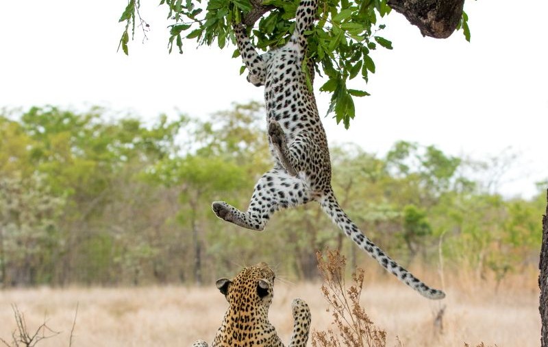 FABULOS | Puiul de leopard care se temea să coboare din copac! Reușește mama lui să-l dea jos? FOTO 