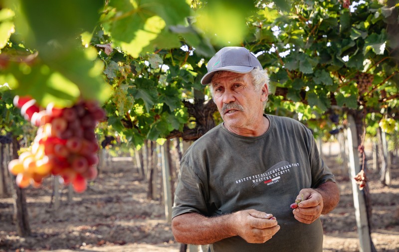 REPORTAJ. „Când te uiți la un butuc, e ca și cum ai vedea un tablou de Grigorescu”. Pasiunea unui inginer horticultor care se luptă cu prețul strugurilor din import ca să-și țină în viață via