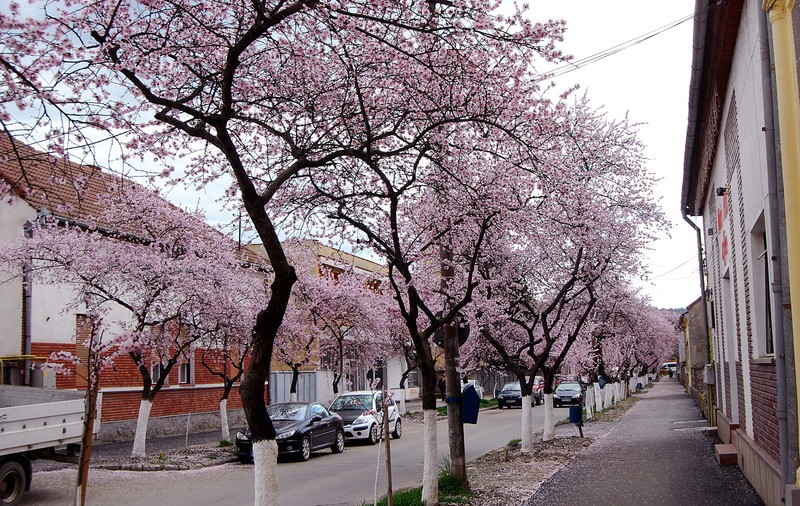 Este aceasta una dintre cele mai frumoase străzi din România? IMAGINI desprinse parcă din povești! GALERIE FOTO