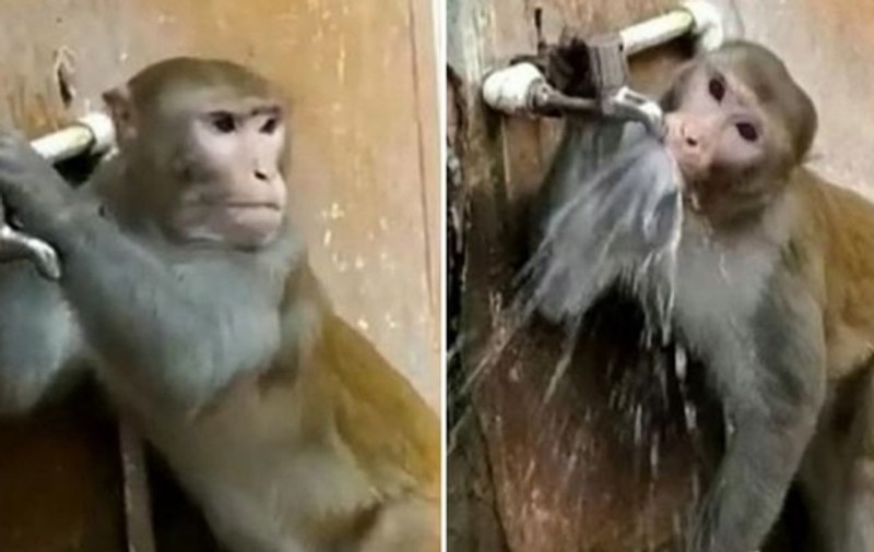 VIDEO | O maimuță din India a învățat să dea drumul la robinet pentru a bea apă!