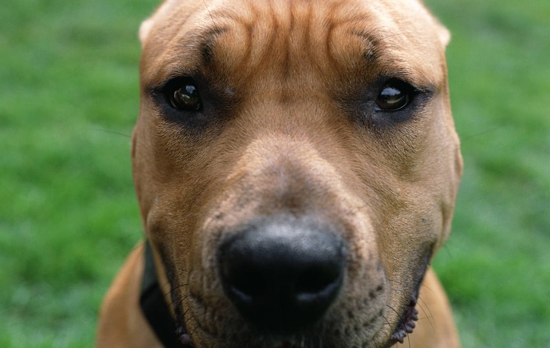 Ai un CÂINE care MÂRÂIE tare? Află ce trebuie să faci cu el ca să nu fii amendat!