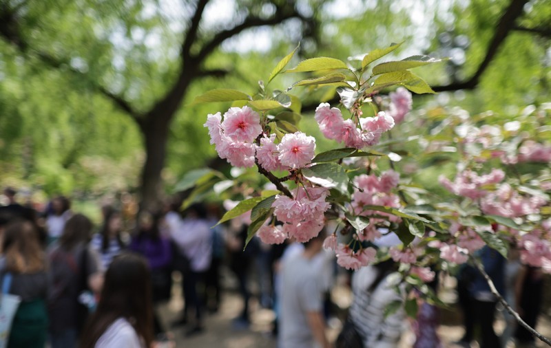 FOTO. Au înflorit cireșii în Grădina Japoneză din Parcul Herăstrău. Sute de persoane au asistat la „Festivalul Florilor de Cireș”