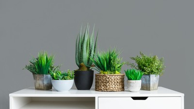 Flori și plante care aduc noroc în casă. Trebuie neapărat să le ai