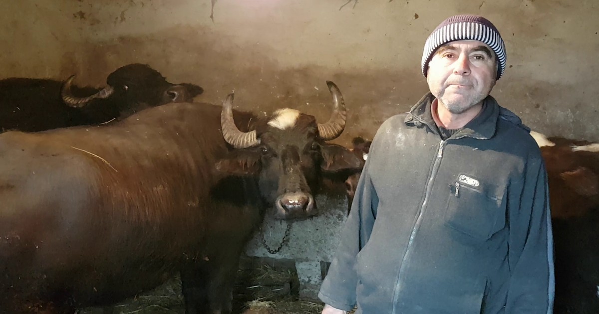 bivolii din localitatea Hulubeşti, judeţul Giurgiu