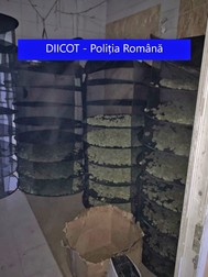 Canabis confiscat de polițiști